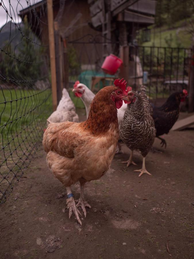 Haus Am Rechten Fleck カウナータール エクステリア 写真